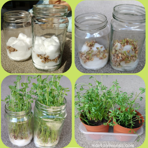 Read more about the article Easy Kids Science: how to Grow Lentils in Cotton