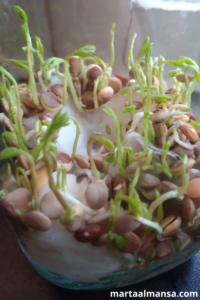 how to grow lentils in cotton plantar lentejas con algodon